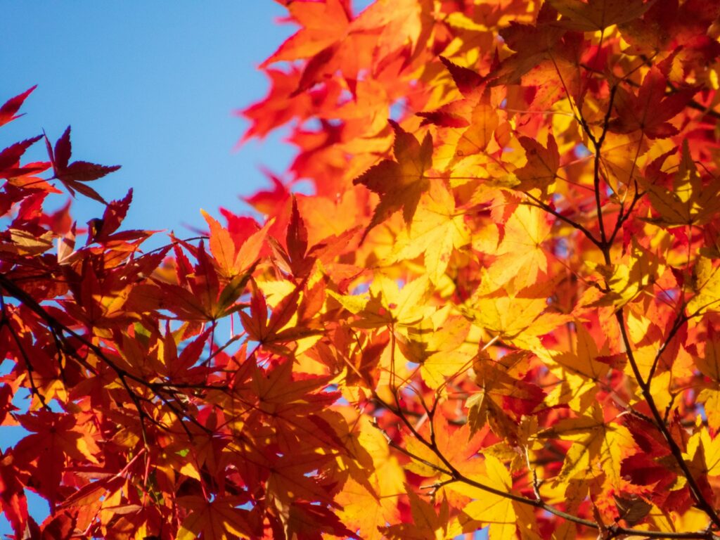 a tree with red and yellow leaves on it