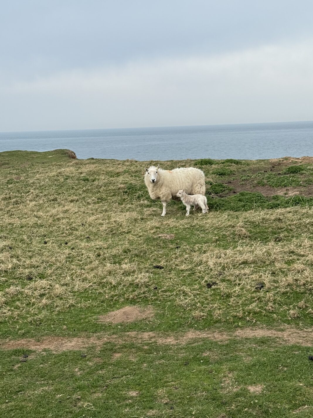 How Many Sheep In Wales