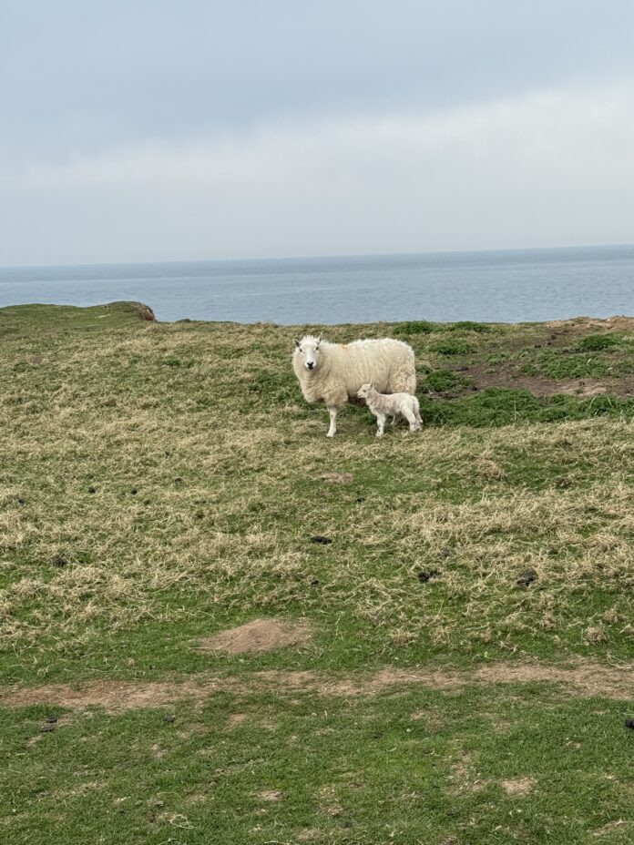 How many Sheep in Wales 2025. How many Sheep in Wales 2025. Sheep on a coastal walk in Wales