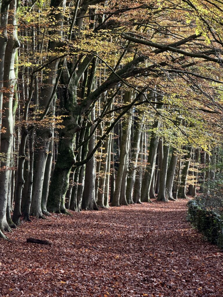 Woods Near Penarth Autumn