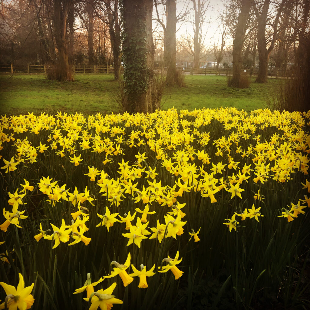 Daffodils St Davids Day